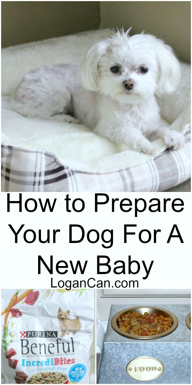 How to Prepare Your Dog For a New Baby