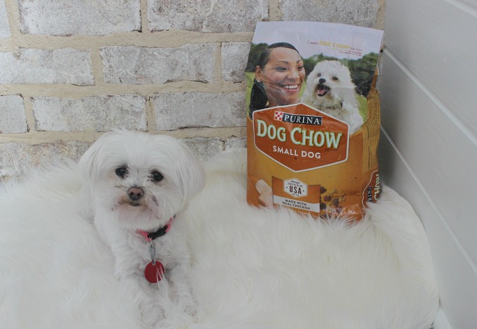 Dog Chow Dry Dog Food at Target