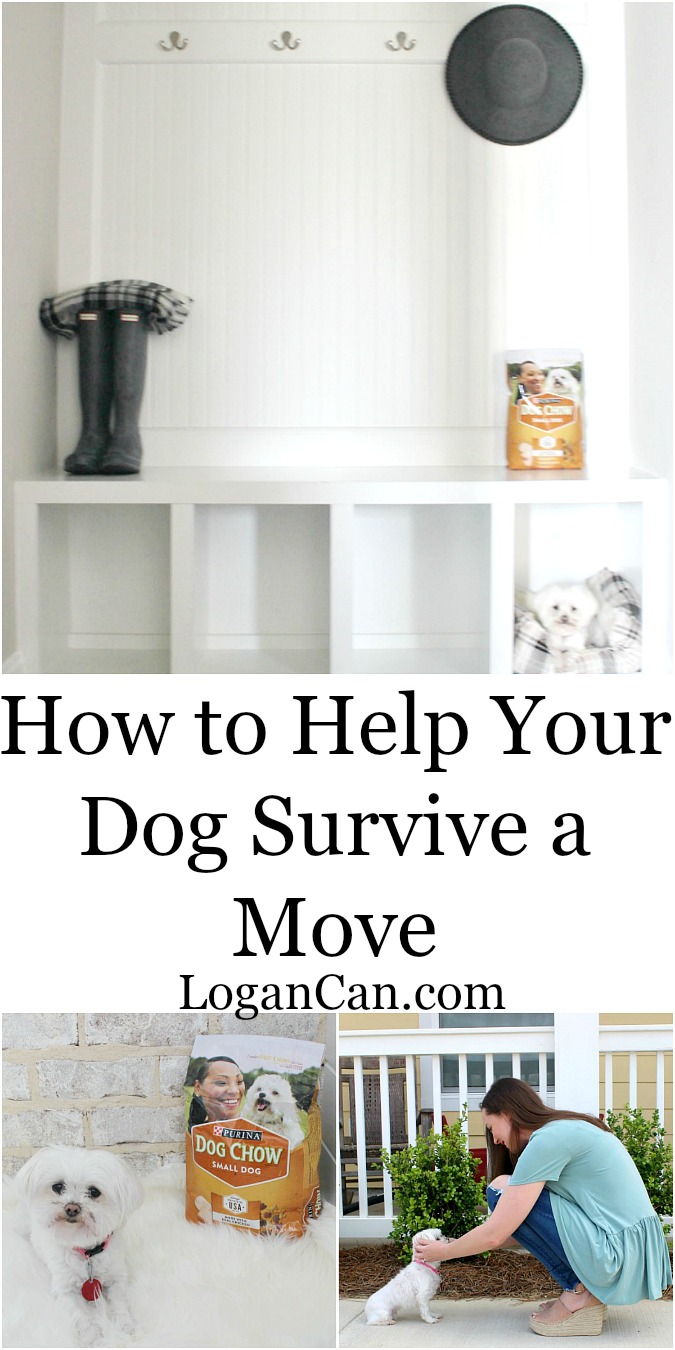 How to Help Your Dog Survive a Move with Purina from Target