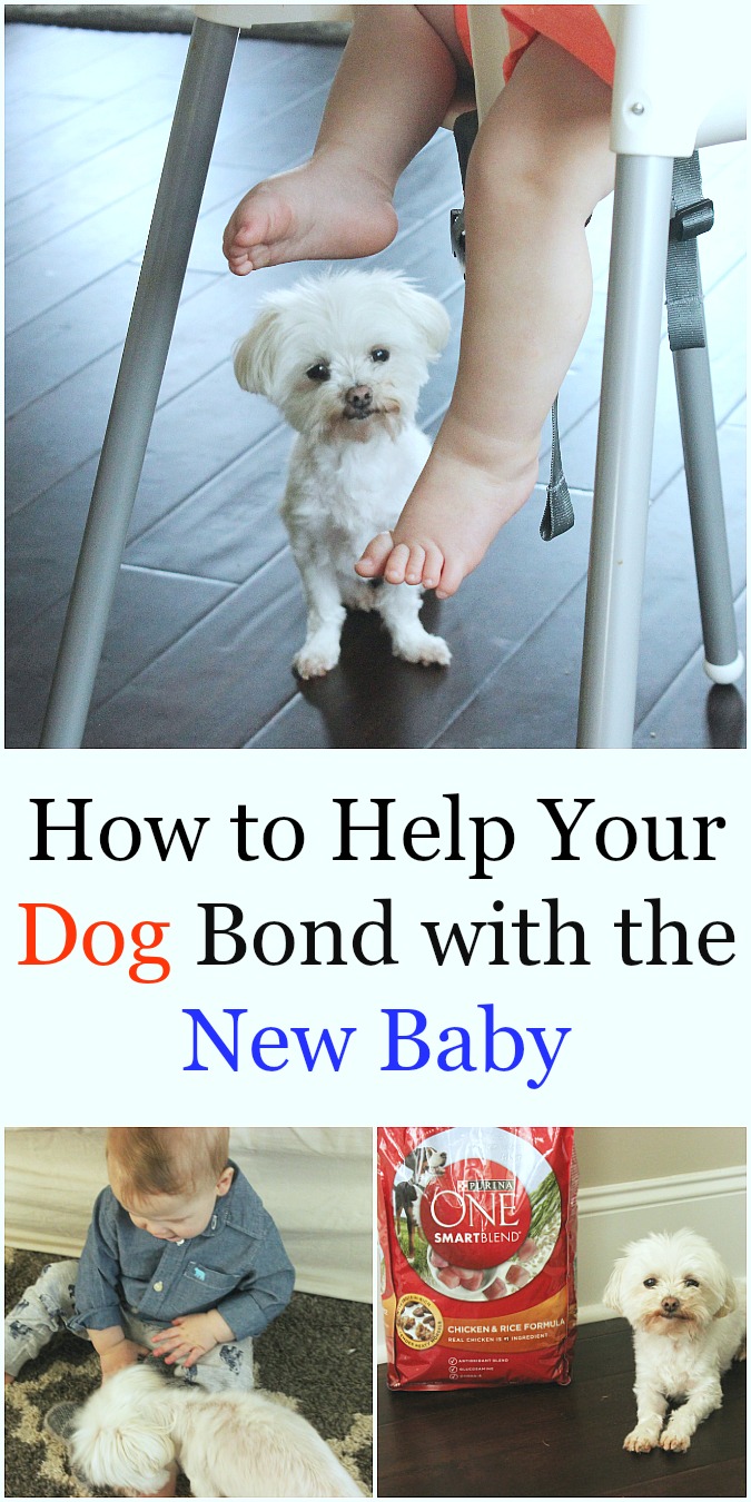 How to Help Your Dog Bond with the New Baby